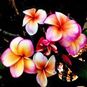 Plumeria Rubra KING APRICOT (Плюмерия) 4