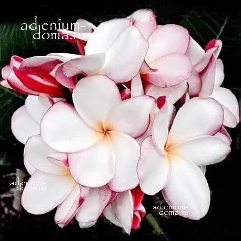 Plumeria Rubra KING DAZZLING KISS Плюмерия Рубра 1