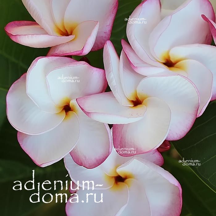 Plumeria Rubra KING DAZZLING KISS Плюмерия Рубра 1