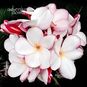 Plumeria Rubra KING DAZZLING KISS (Плюмерия) 4