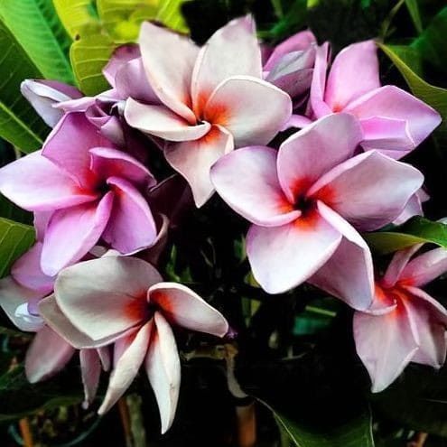 Plumeria Rubra KING MAGENTA Плюмерия Рубра 1