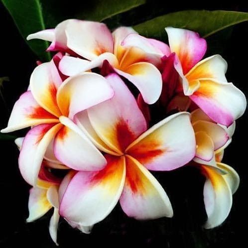 Plumeria Rubra LUCKY MOON Плюмерия Рубра 1