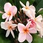 Plumeria Rubra CINNAMON SAGE (Плюмерия) 4