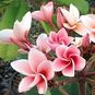 Plumeria Rubra PEPPER SAFFRON (Плюмерия) 4