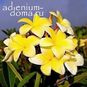 Plumeria Rubra ANGEL GOLD (Плюмерия) 4