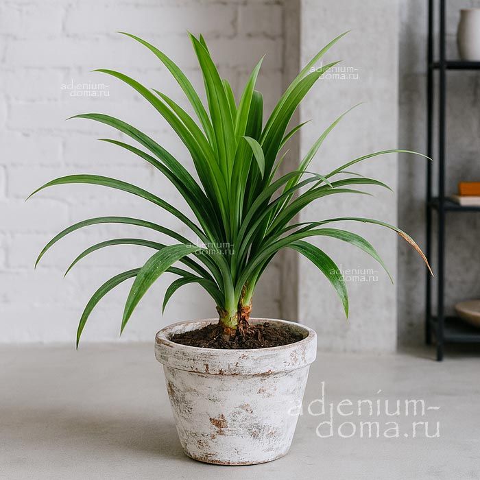 Pandanus ODORIFER Пандан ароматнейший Pandanus ODORATISSIMUS 2