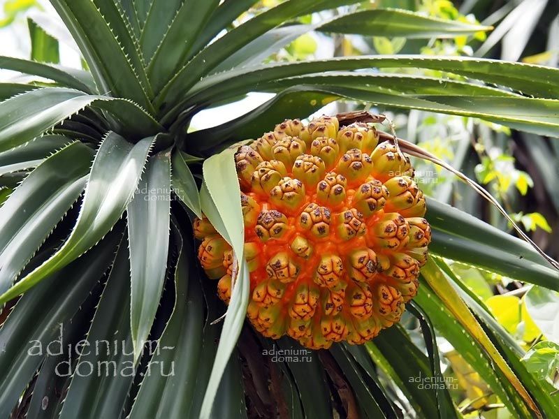 Pandanus ODORIFER Пандан ароматнейший Pandanus ODORATISSIMUS 1