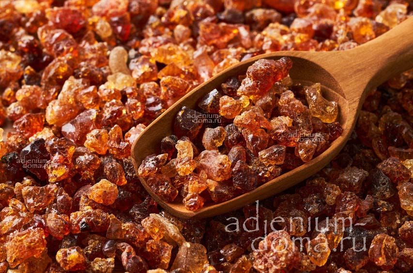 Acacia SENEGAL Акация сенегальская Gum 3