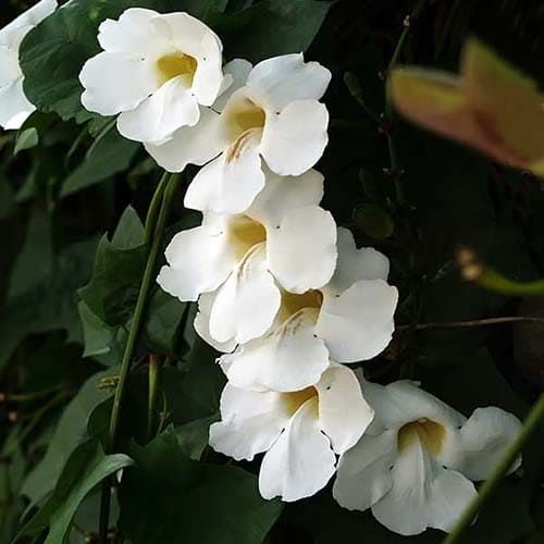 Thunbergia GRANDIFLORA ALBA Тунбергия крупноцветковая белая Грандифлора 1