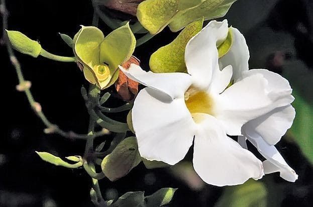 Thunbergia GRANDIFLORA ALBA Тунбергия крупноцветковая белая Грандифлора 2