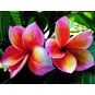 Plumeria Rubra SUPER GLOW (Плюмерия) 4