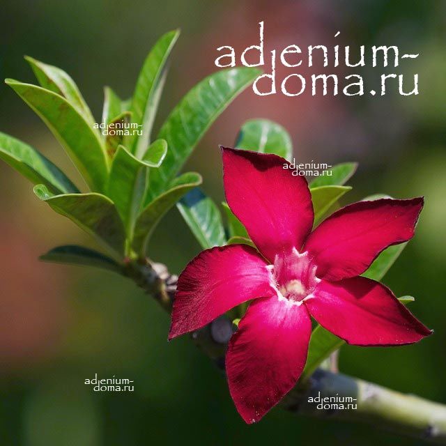 Adenium Obesum PROMINENT