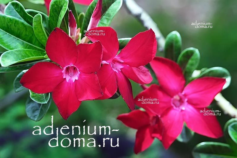 Adenium Obesum PROMINENT