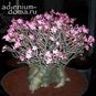 Adenium Arabicum Dwarf BLACK RCN 4