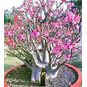 Adenium Arabicum BLACK RCN 4