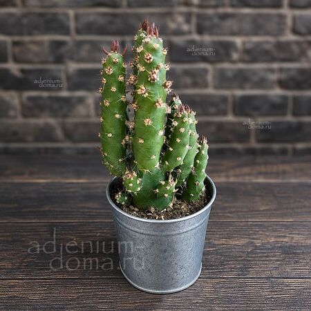 Растение ⌀ 5 Opuntia SUBULATA (Опунция)