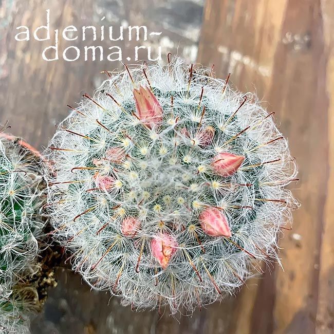 Mammillaria BOCASANA MIX Маммилярия бокасана 3