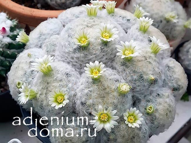 Растение Mammillaria PLUMOSA Маммилярия перистая плюмоза 2