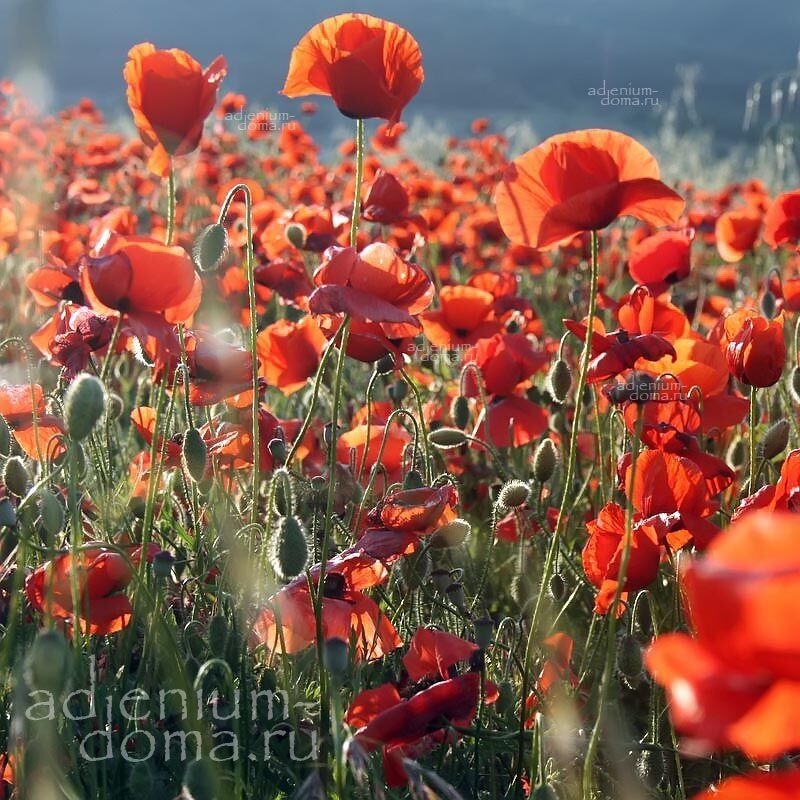 Papaver GLAUCUM Мак сизый 1