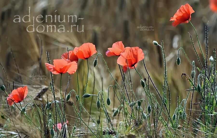 Papaver GLAUCUM Мак сизый 3