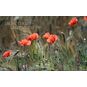Papaver GLAUCUM (Мак) 4