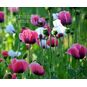 Papaver ORIENTALE MIXED (Мак) 4