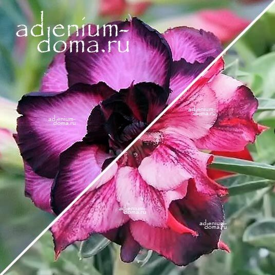 Adenium Адениум Hybrid NEW-49 X NEW-54
