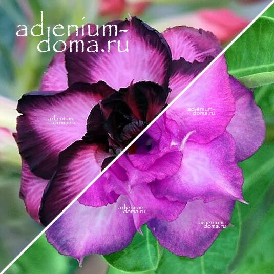 Adenium Адениум Hybrid NEW-49 X BLUE SPIRIT