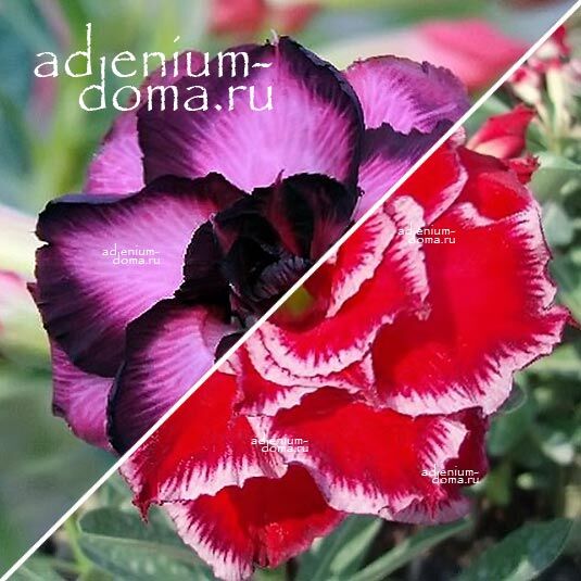 Adenium Адениум Hybrid NEW-49 X MIRACLE