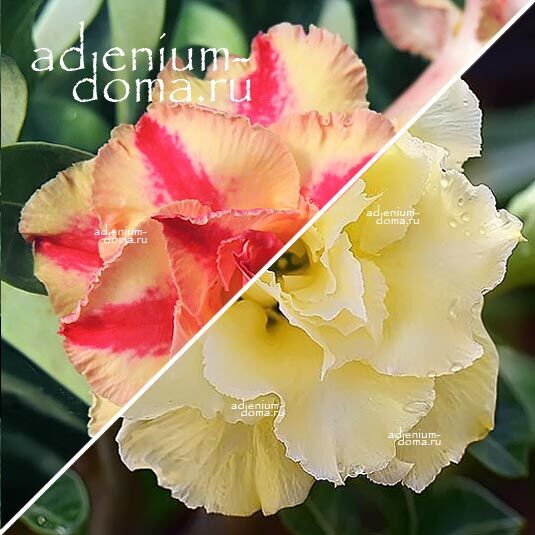 Adenium Адениум Hybrid NEW-56 X NEW-60
