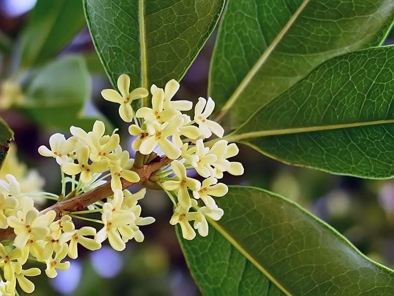 Osmanthus FRAGRANS Османтус душистый 2