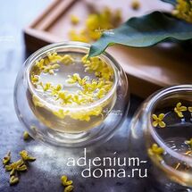 fragrans семена что это такое. Смотреть фото fragrans семена что это такое. Смотреть картинку fragrans семена что это такое. Картинка про fragrans семена что это такое. Фото fragrans семена что это такое