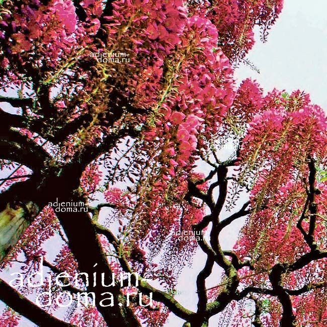 Wisteria FLORIBUNDA DARK RED Japanese Глициния обильноцветущая красная Вистерия японская Флорибунда 2