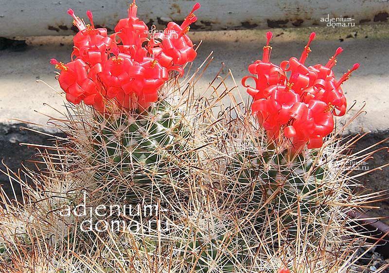 Cochemiea SETISPINA Mammillaria Кохемия щетинистоколючковая шипастая Маммиллярия Сетиспина 3