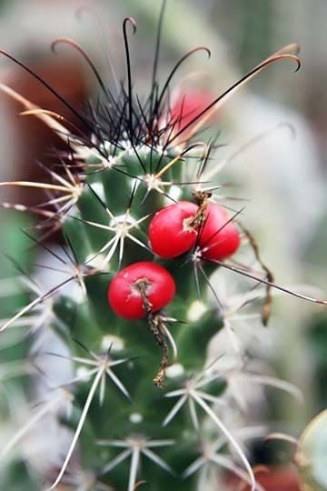 Cochemiea POSELGERI Mammillaria Кохемия Позельгера Маммиллярия Поcелгери 3