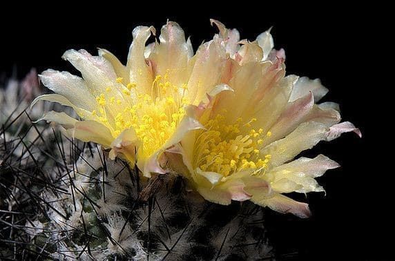 Copiapoa HUMILIS Копиапоа низкая Хумилис Копьяпоа приземистая 3