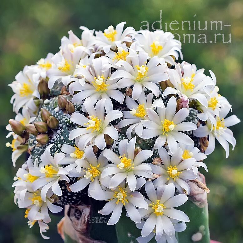 Blossfeldia CYATHIFORMIS Блоссфельдия чашевидная 3