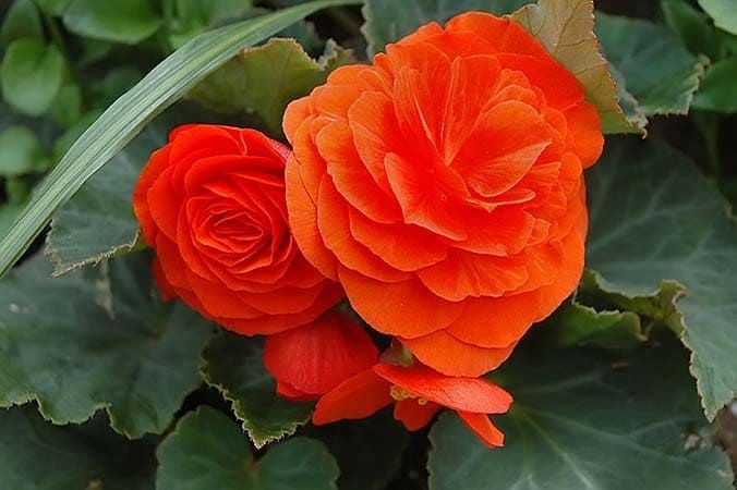 Begonia NONSTOP ORANGE x tuberhybrida Бегония клубневая гибридная 1