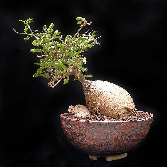 Растение Fockea EDULIS Фокея 3