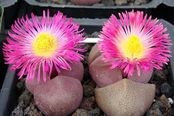 Pleiospilos NELII ROYAL FLUSH Плейоспилос шарообразный Роял Флэш Плейоспилоса Неля Королевская Масть 2