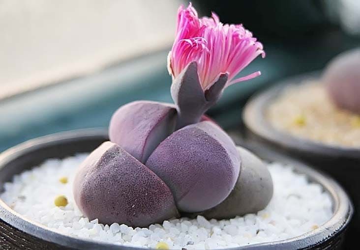 Pleiospilos NELII ROYAL FLUSH Плейоспилос шарообразный Роял Флэш Плейоспилоса Неля Королевская Масть 3
