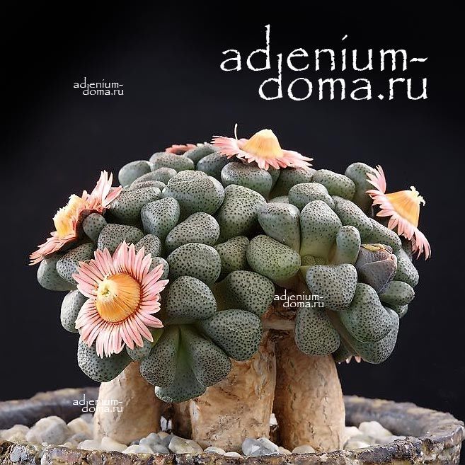 Aloinopsis SCHOONEESII Алоинопсис Шунеса 1