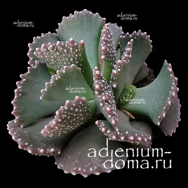 Aloinopsis MALHERBEI Алоинопсис Мальхебра 3