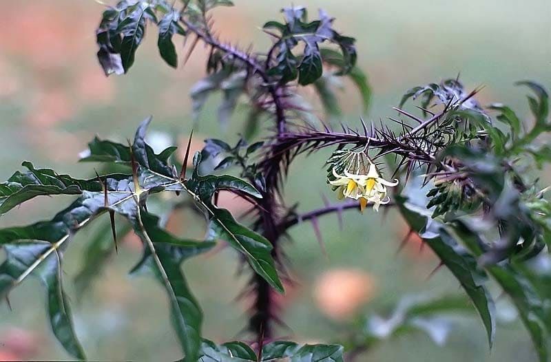 Solanum ATROPURPUREUM Паслён тёмно-пурпурный Злоба Пурпурный дьявол Пятиминутное растение 1