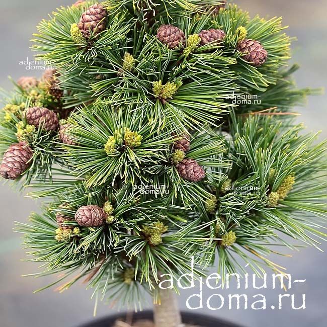 Pinus MONTICOLA Сосна веймутова горная 1