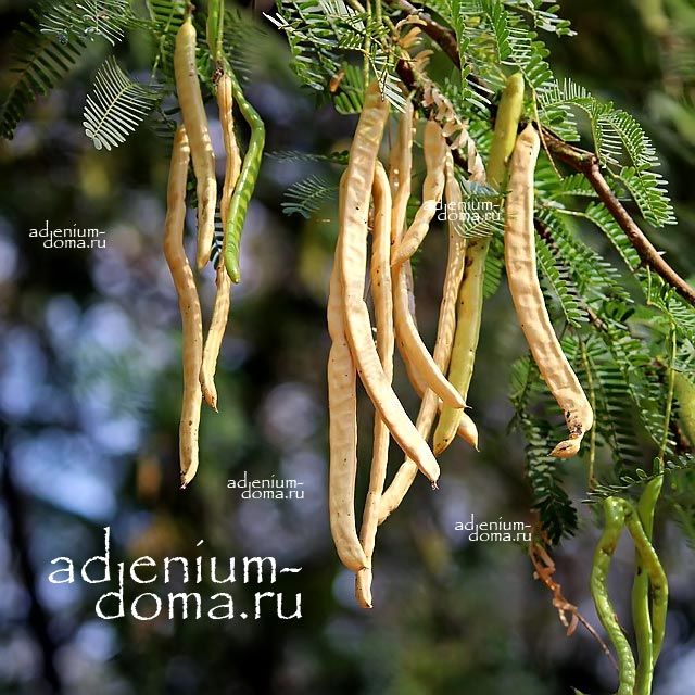 Prosopis CHILENSIS Прозопис чилийский Мескит 1