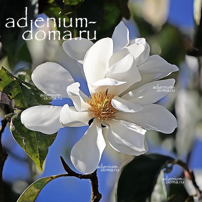 Magnolia DOLTSOPA Магнолия сладкая Michelia DOLTSOPA 2