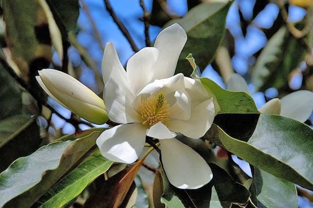 Magnolia DOLTSOPA Магнолия сладкая Michelia DOLTSOPA 3