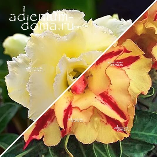 Adenium Адениум Hybrid NEW-60 X NEW-37