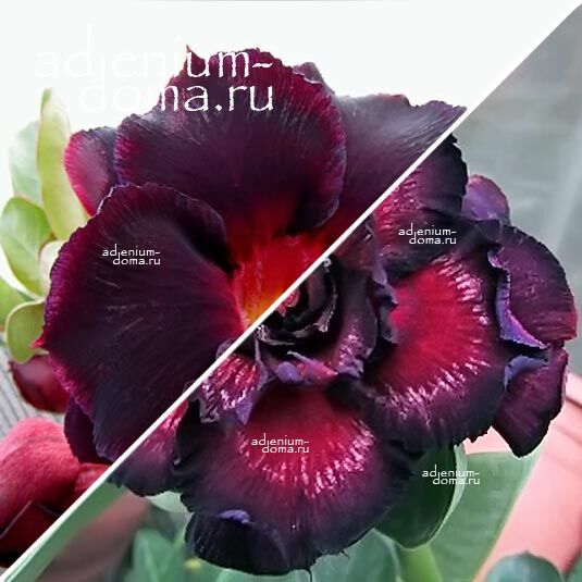 Adenium Адениум Hybrid NEW-51 X NEW-10